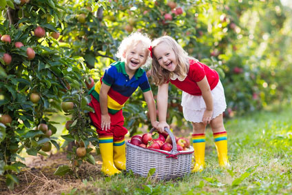 5 of the Best Apple Orchards in Massachusetts