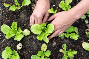 Community Supported Agriculture (CSA) Program