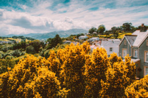 Yellow Tress Surrounded By Houses