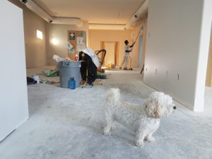 home improvement loan dog in home