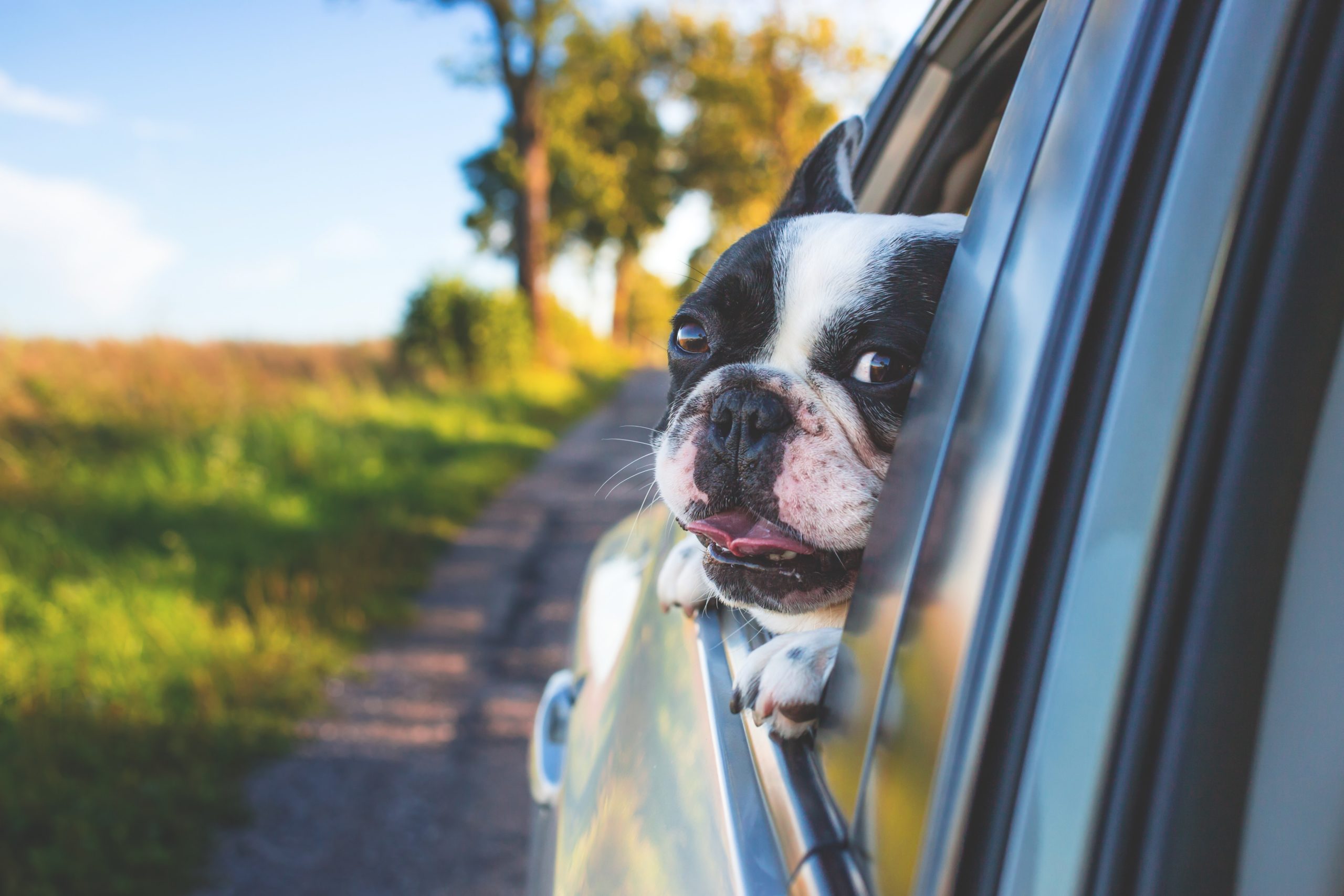 refinance car image - car in back seat window